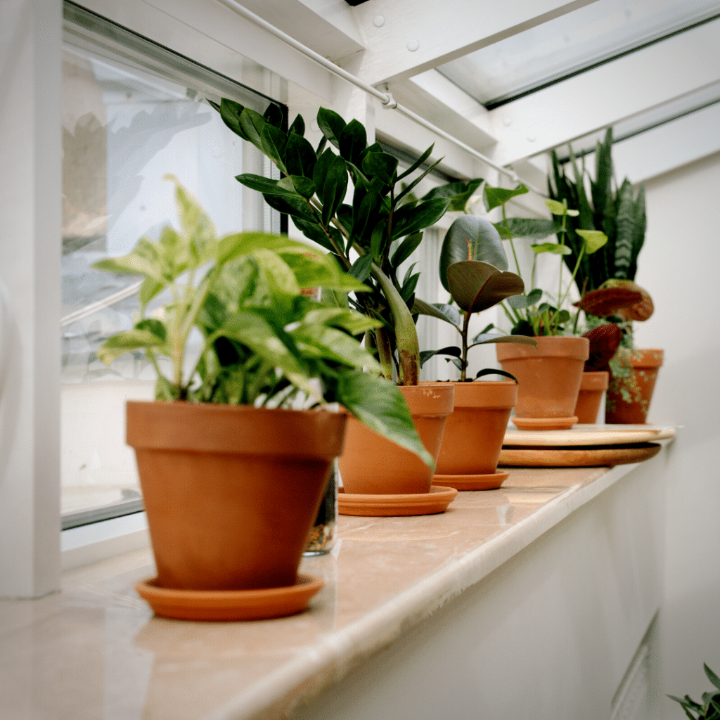 Are Coffee Grounds Good for Plants?  The Ultimate Guide | by Coffee Hex |  Medium