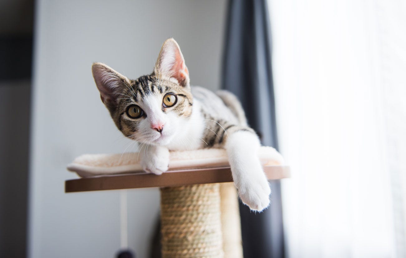 Bye-Bye UTI! Holistic Treatments for Cat Urinary Health | by Molly | Medium