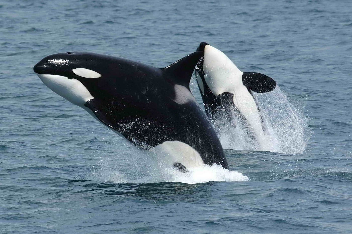 Protect Orcas, Protect Cultures, and Protect “Worlds”