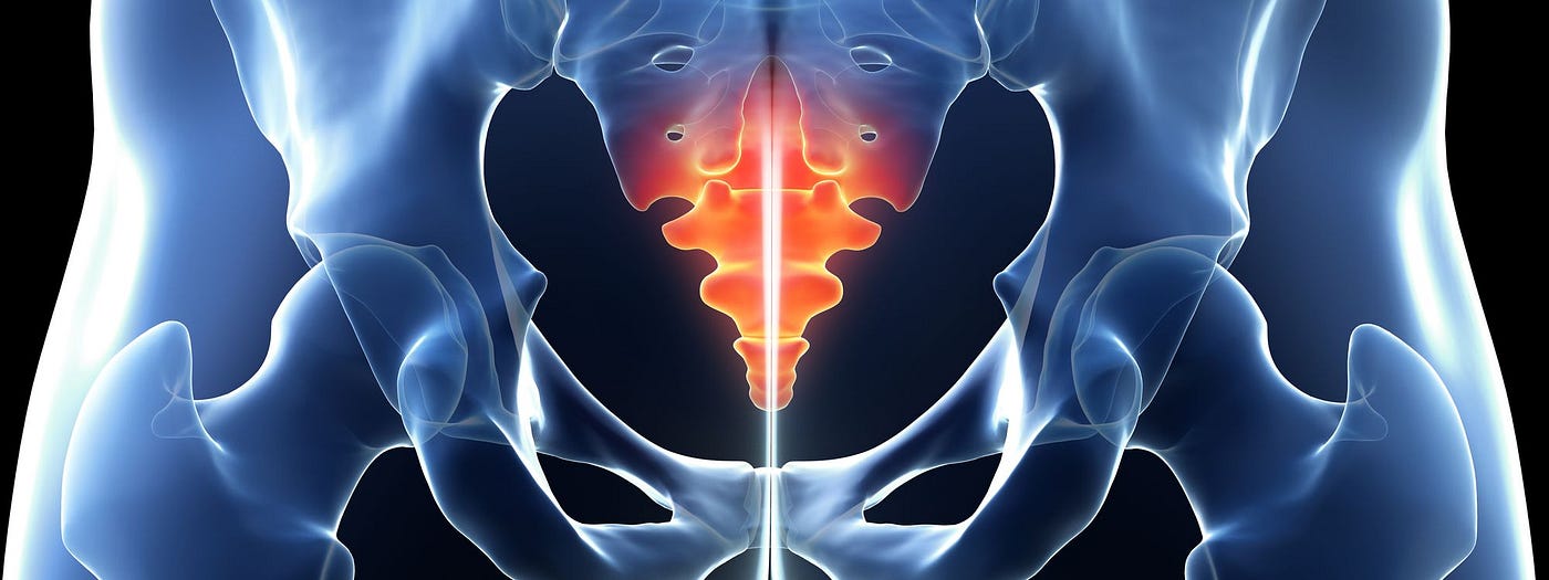 The Coccyx: The Tailbone of Your Backbone
