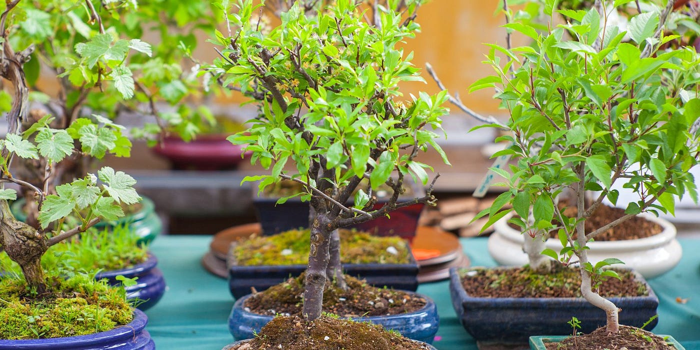 The Meaning Behind Receiving a Bonsai Tree as a Gift | by Mariya Kanegi |  Medium
