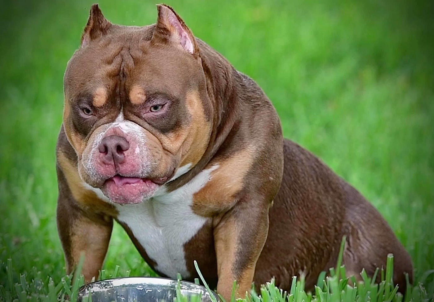 Most expensive bully discount