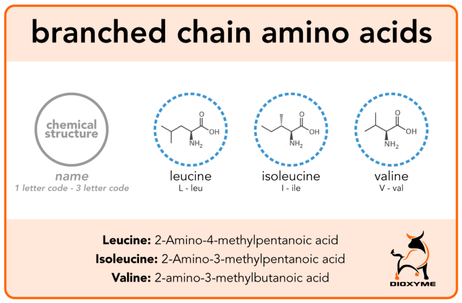 15 Benefits of Branched-Chain Amino Acids (BCAAs) | by Dioxyme | Medium