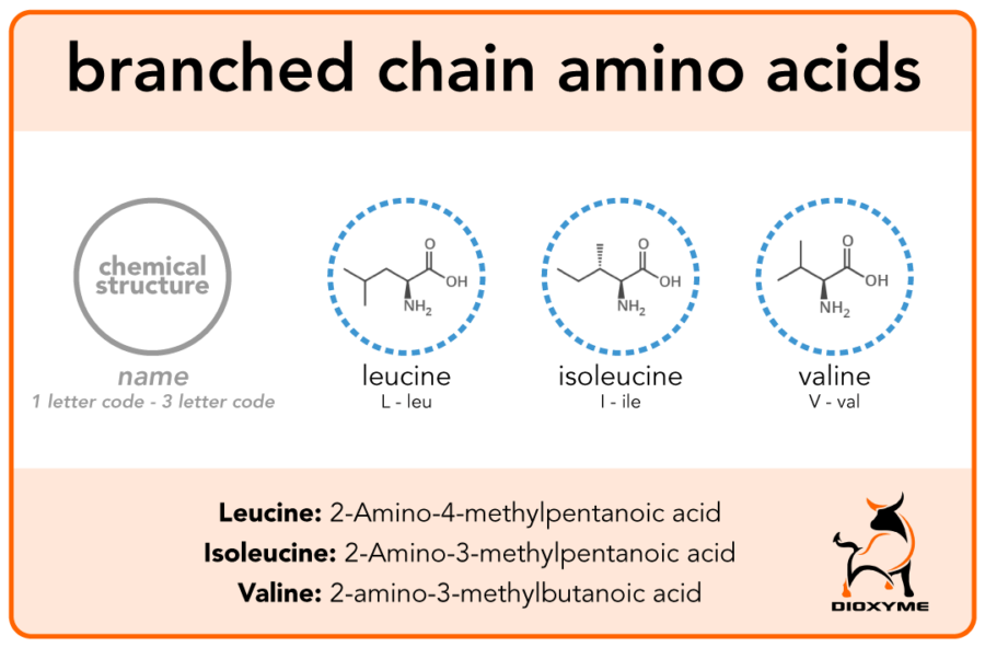 Branched Chain Amino Acids Biology Simple Branched Chain Amino Acids Biology Simple
