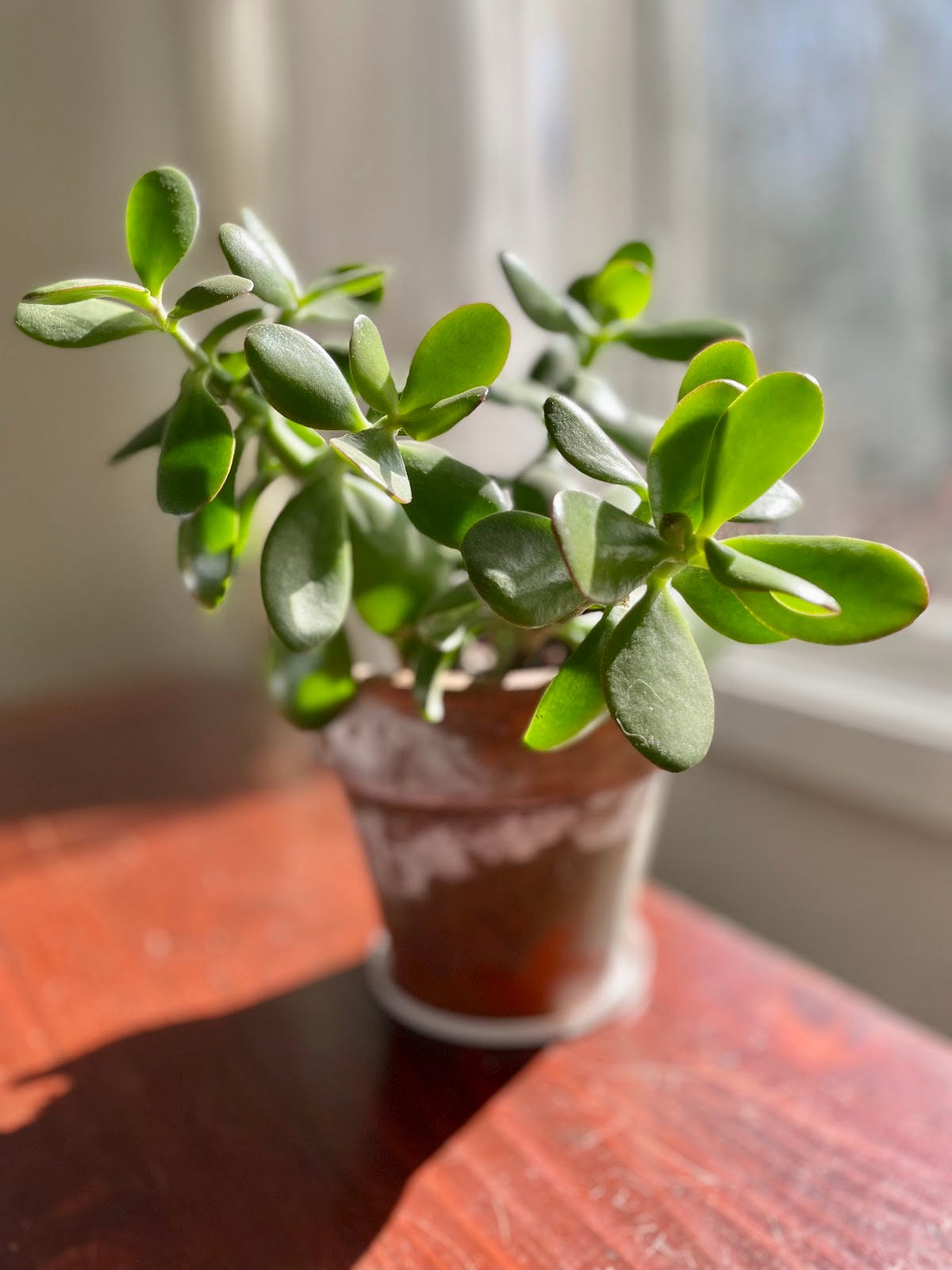 natural pesticides for indoor plants NATRIA Houseplant Insect Killer