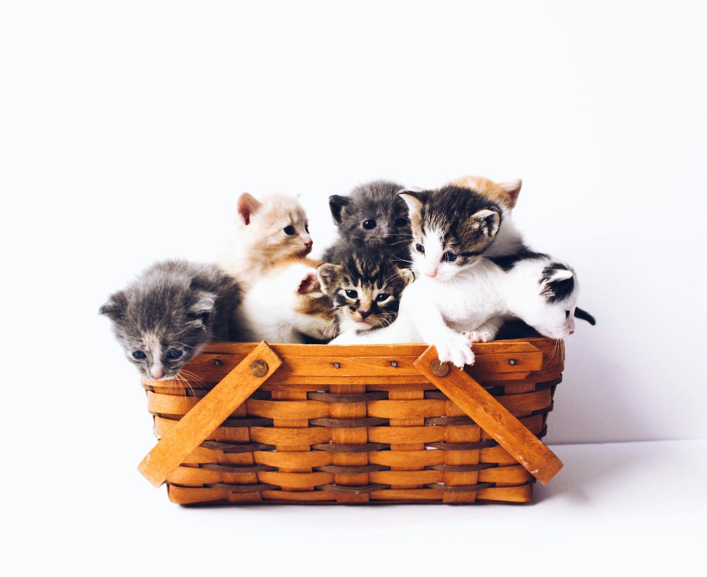 Photo by The Lucky Neko on Unsplash
