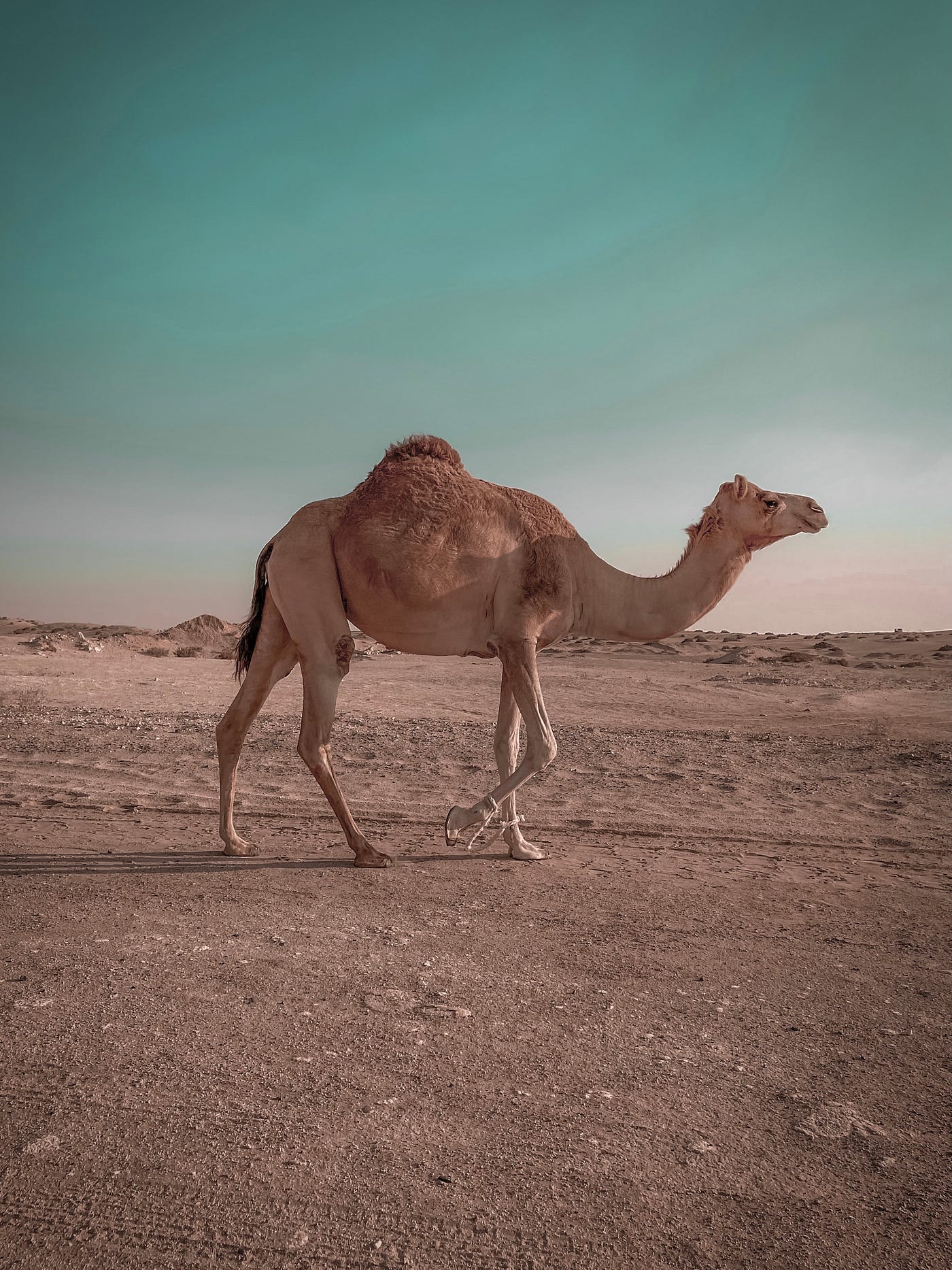 Where do camels store water?. Where do camels store water? There's a… | by  Yomi Adelodun | Medium