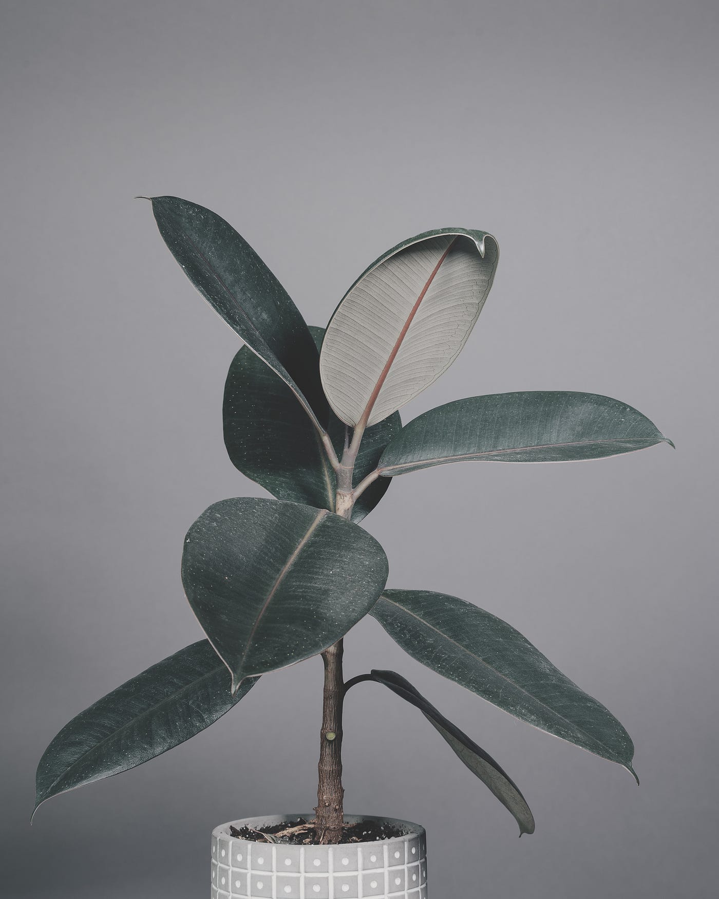 How to care for your Rubber Tree. Rubber Trees are really easy to care |  by The Houseplant Guy | Medium