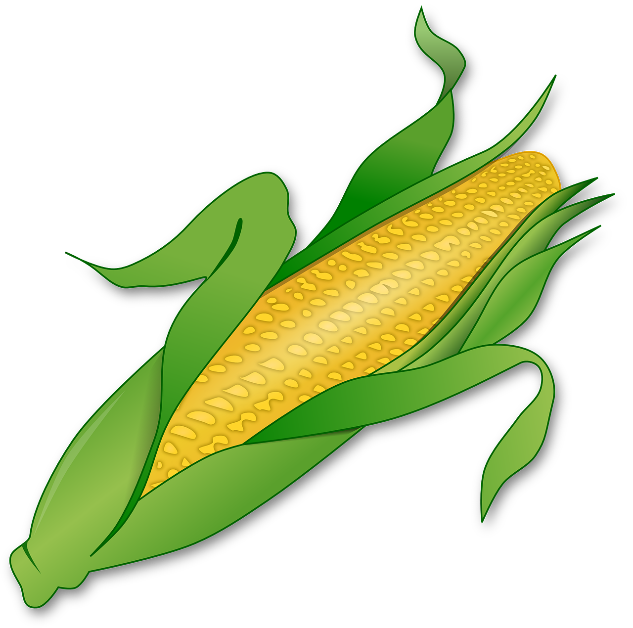 Sweet corn planting depth