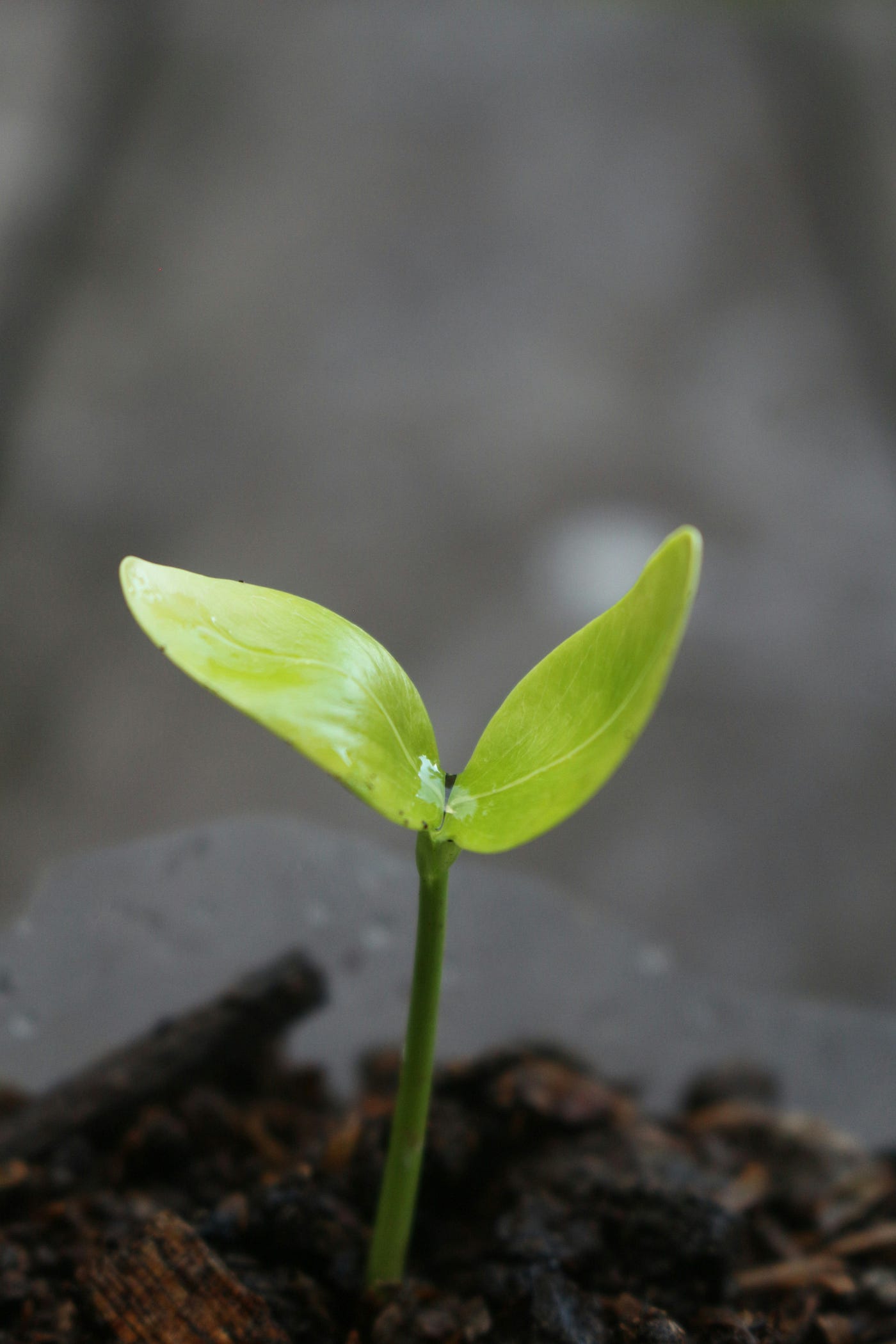 Photo by septian akbar on Unsplash