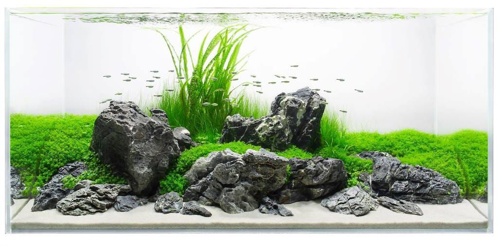 Can I use stones and driftwood in My Planted Aquascape?