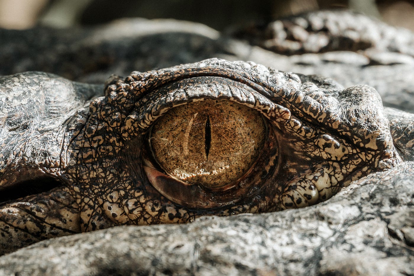 Photo by Samuel Scrimshaw on Unsplash
