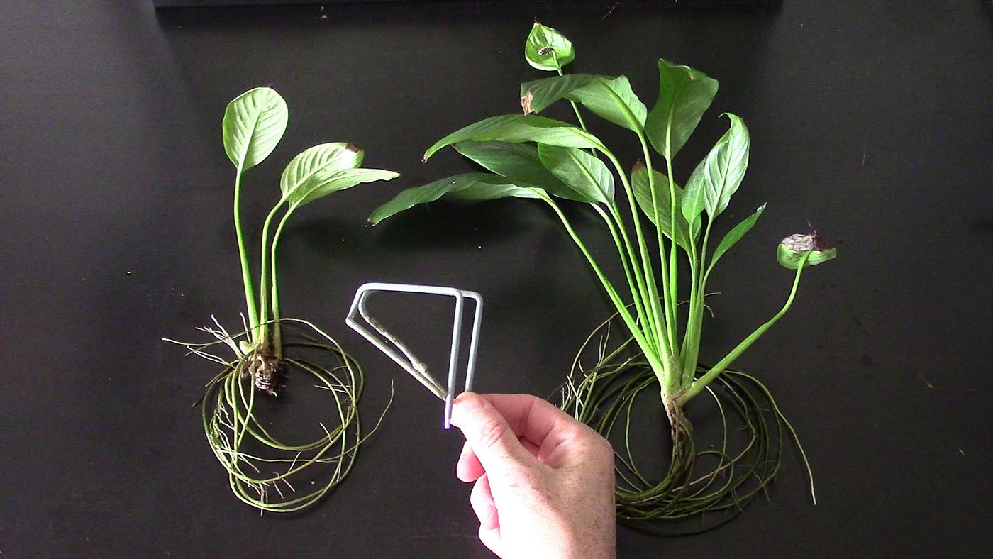 2 Pack Hanging Aquarium Planter Cups - Aquatic Plant Holder For Fish Tank Decor