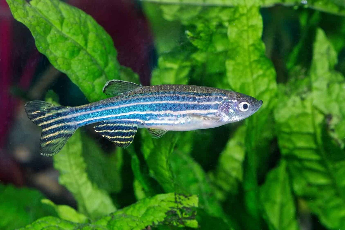 The See-Through Superhero of Science: How a Tiny Fish Called Zebrafish Is Changing Medicine Forever