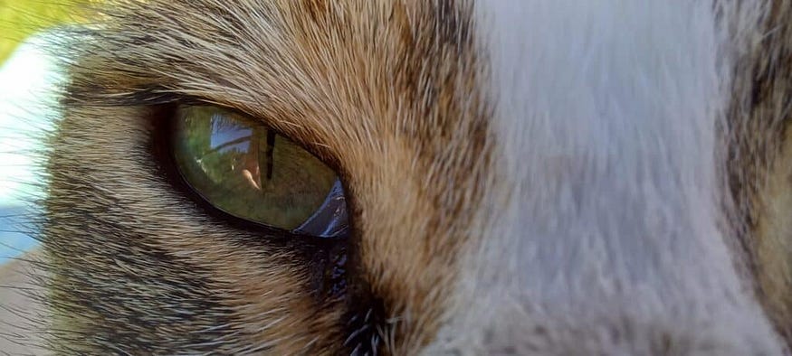 Do House Cats See in Color: Surprising Facts Revealed