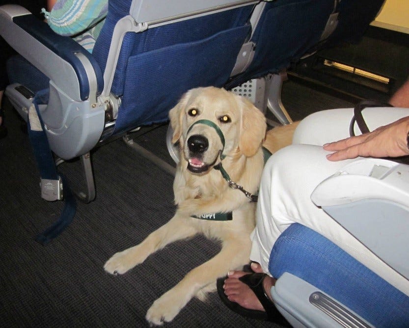 How Big Of A Dog Can Fit Under An Airplane Seat