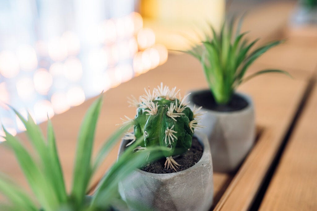 rare succulent plants Rare Live Cactus - Eulychnia Castanea Spiralis