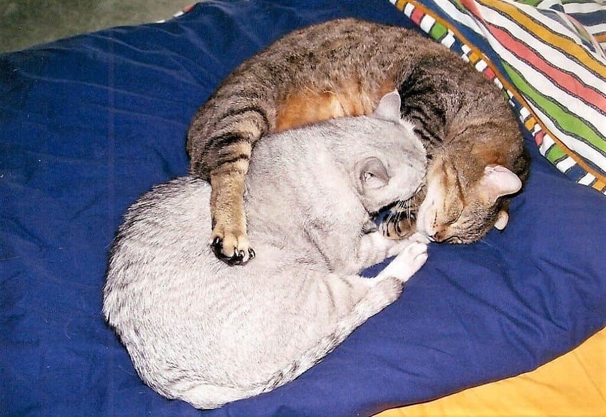 How Long Do Cats Mourn the Loss of Another Cat: Understanding Grief