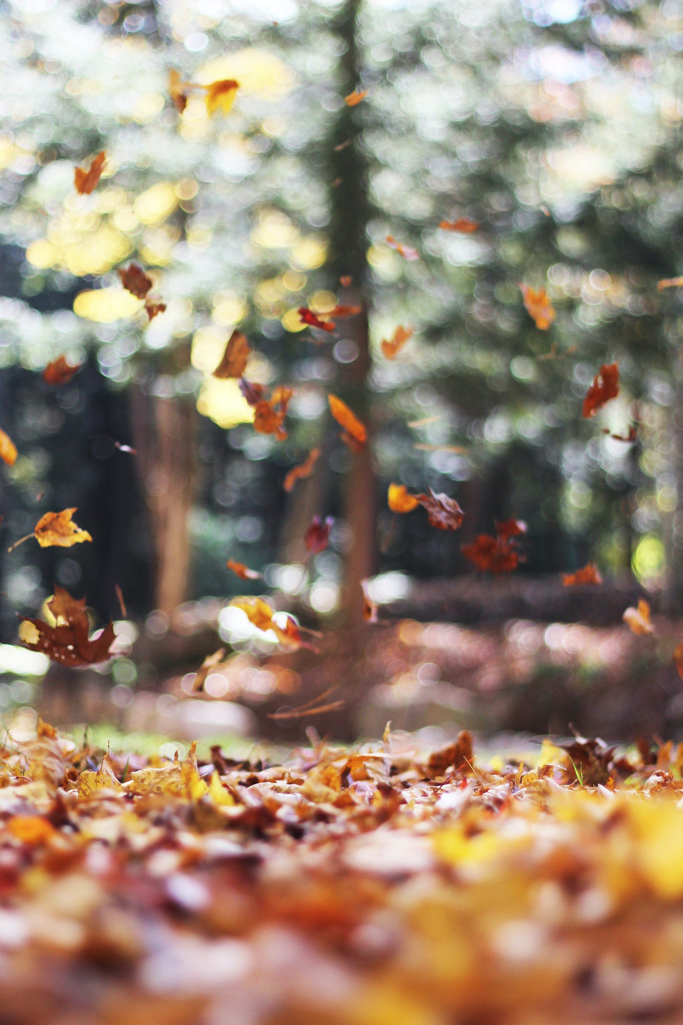 Capturing the Aesthetics of the Fall Season : Autumn Timeless