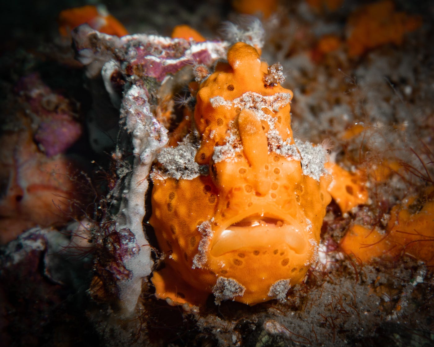 Frogfish: The Aquatic Enigma - More Frog or Fish?
