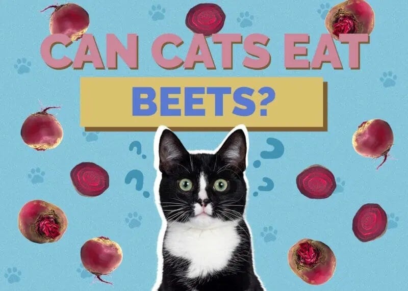 Are beets bad for cats hotsell