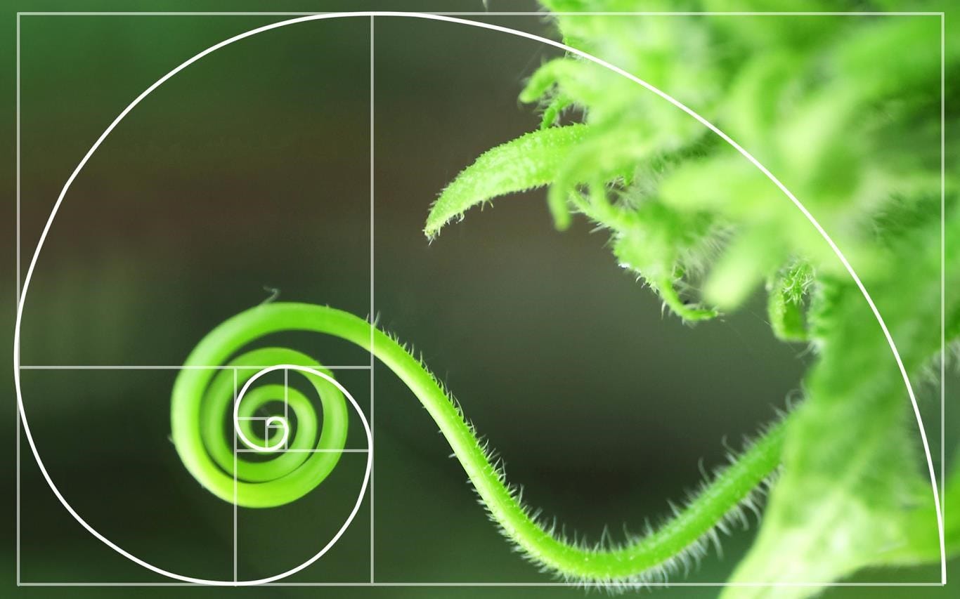 Fibonacci Sequence & Golden Ratio: Math in Nature | by James Ng | Medium