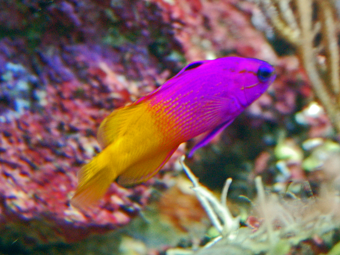 Best Saltwater Species for a 50-Gallon Tank: Top Picks Revealed