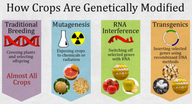 Genetically Modified Organisms: The Biotech Revolution | by Marmsregine  Universal Shop | AI Ink & BioTechnology | Medium
