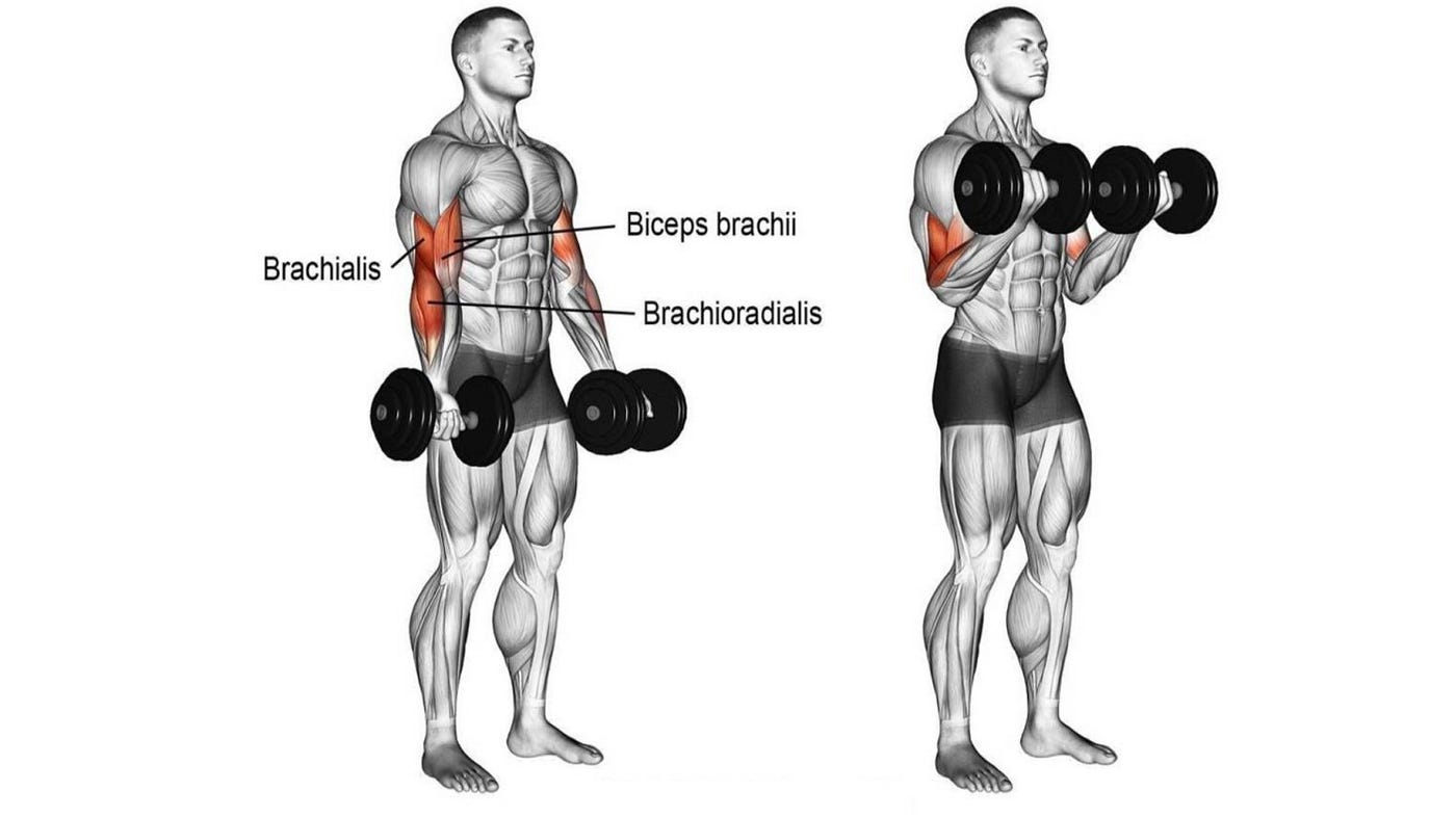 Biceps dumbbells workout sale