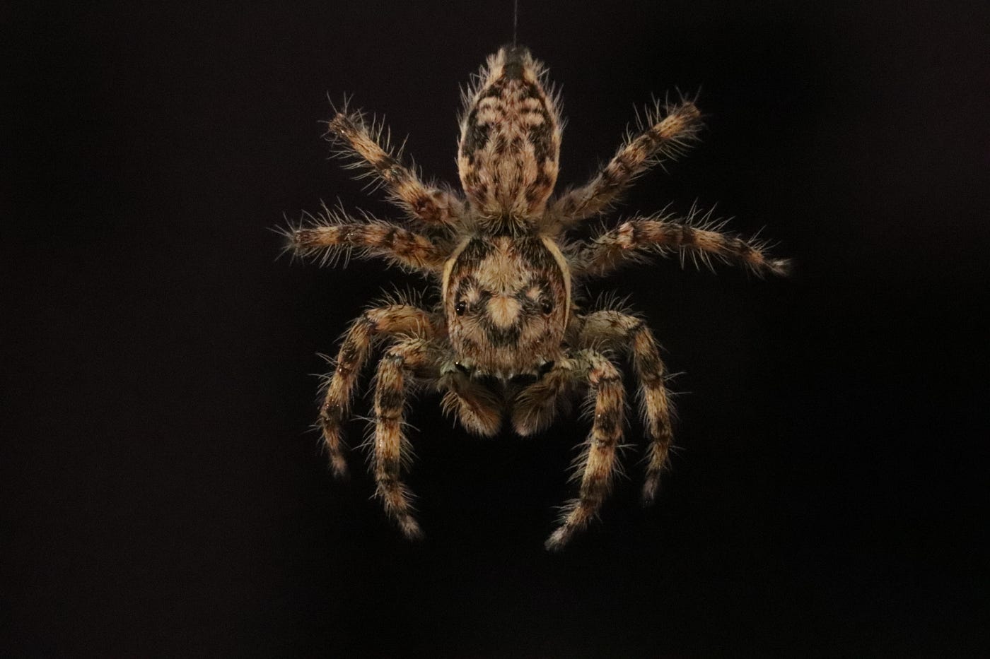 Arachnophobia - Mommy Long Legs