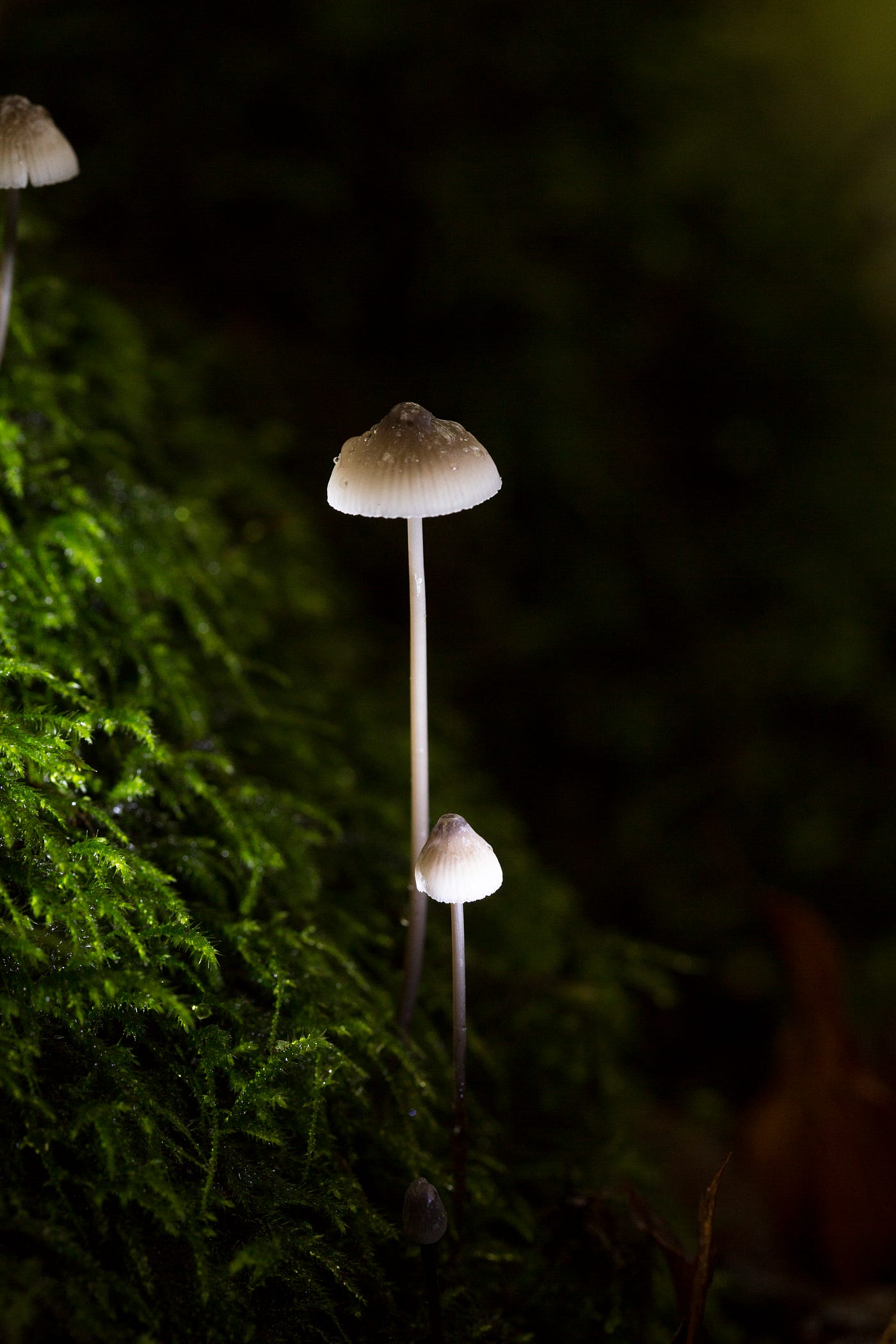 Lessons From Magic Mushrooms — A Personal Journey by Davor Katusic Medium image