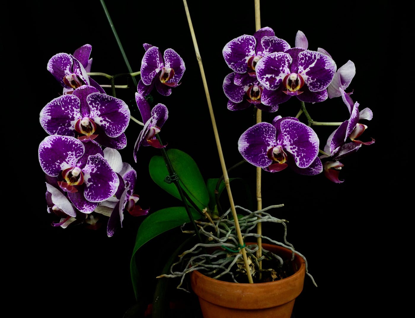 Orchids And Temperature A Detailed Guide For Your Orchids, 45 OFF