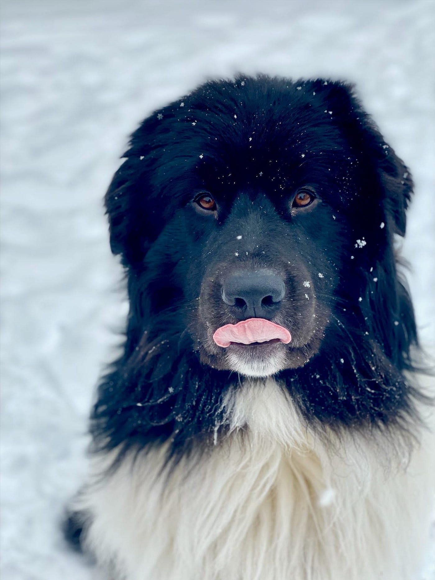 Newfoundland Dog Breeds: Majestic Giants of the North
