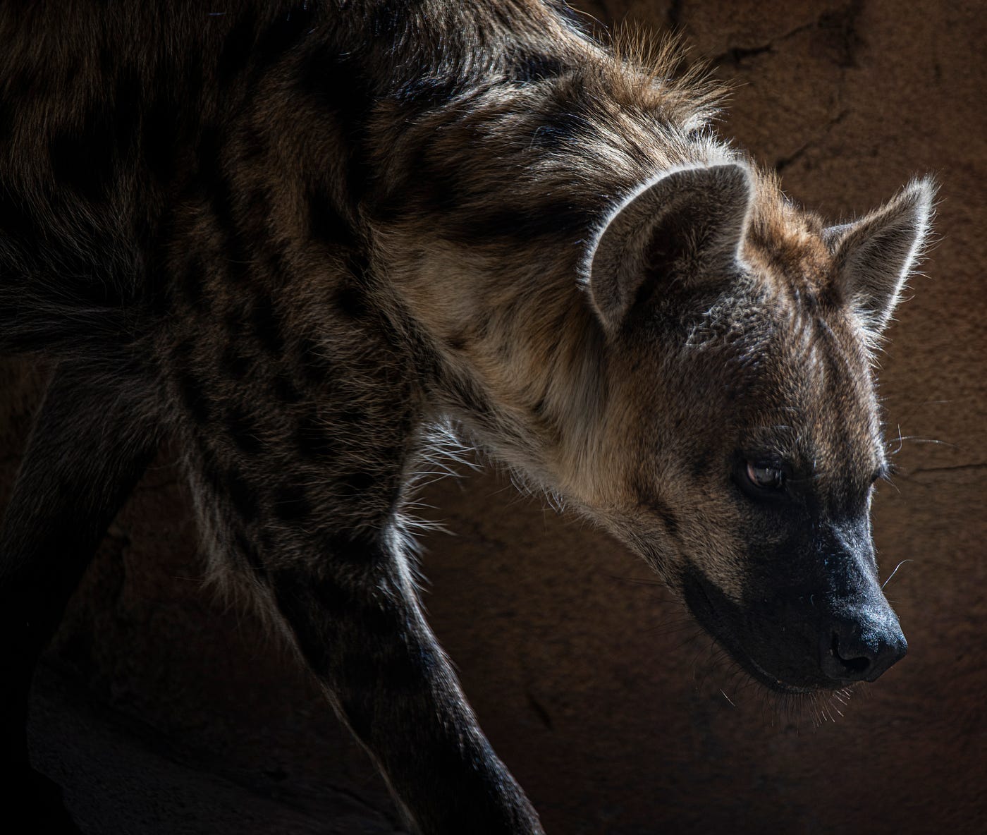 spotted hyena lion