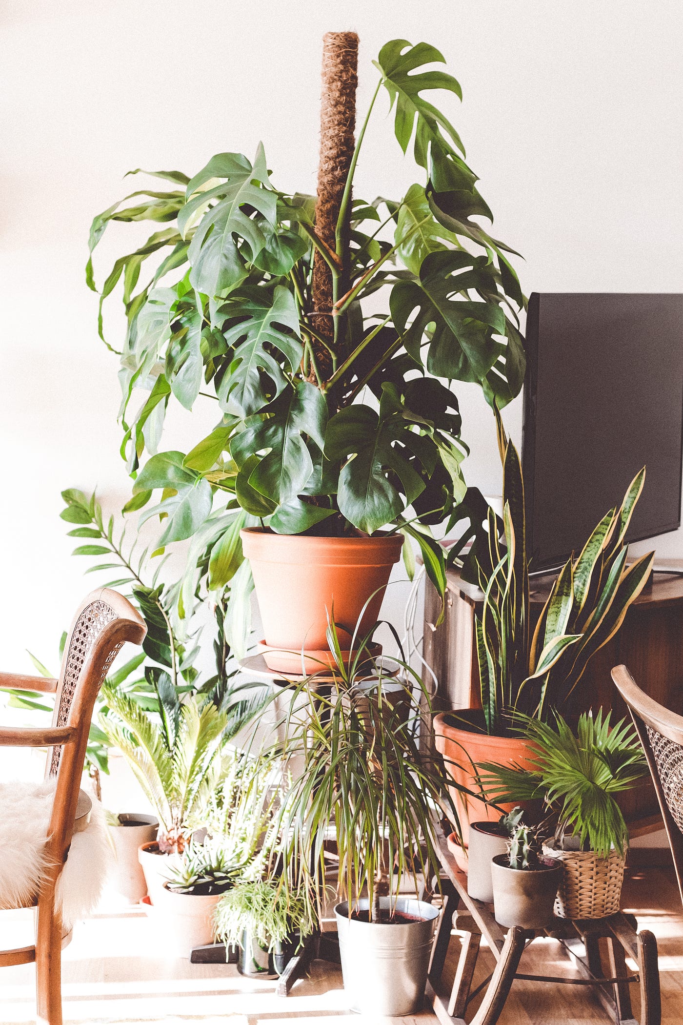 How a House Plant Can Help You Understand Sobriety | by Kelly Tompkins |  Mental Health and Addictions Community | Medium