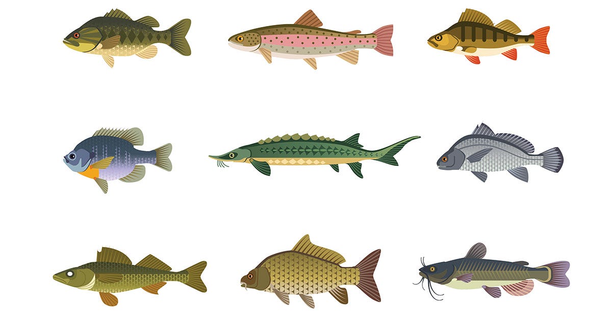 Can You Guess These Unique Fish Names?, by Americas Favorite Pet, Mar,  2024