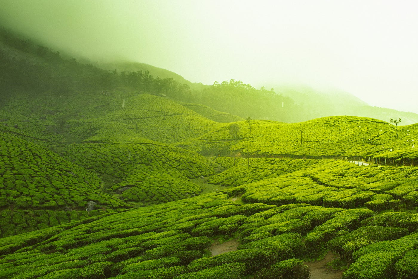 Photo by Vivek Kumar on Unsplash