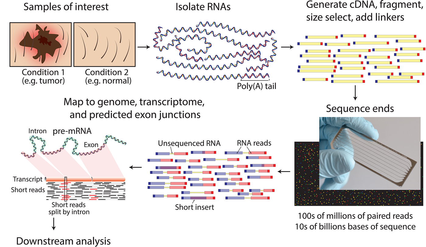 Overview of Conventional RNA Sequencing. (2)