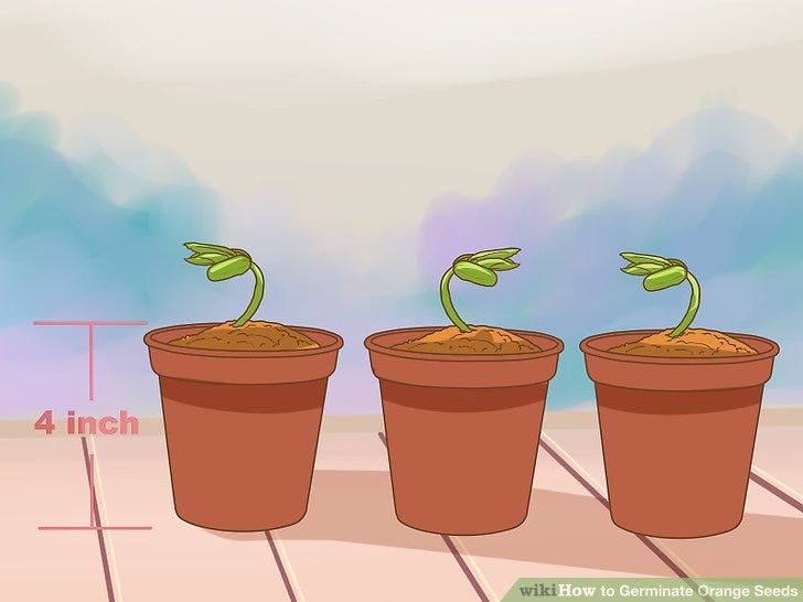 How to Germinate Orange Seeds | by Anne Thomas | Medium