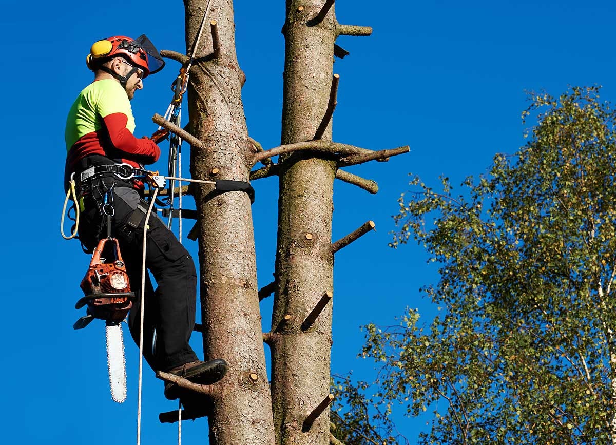 Understanding the Art of Tree Felling: Safety and Best Practices