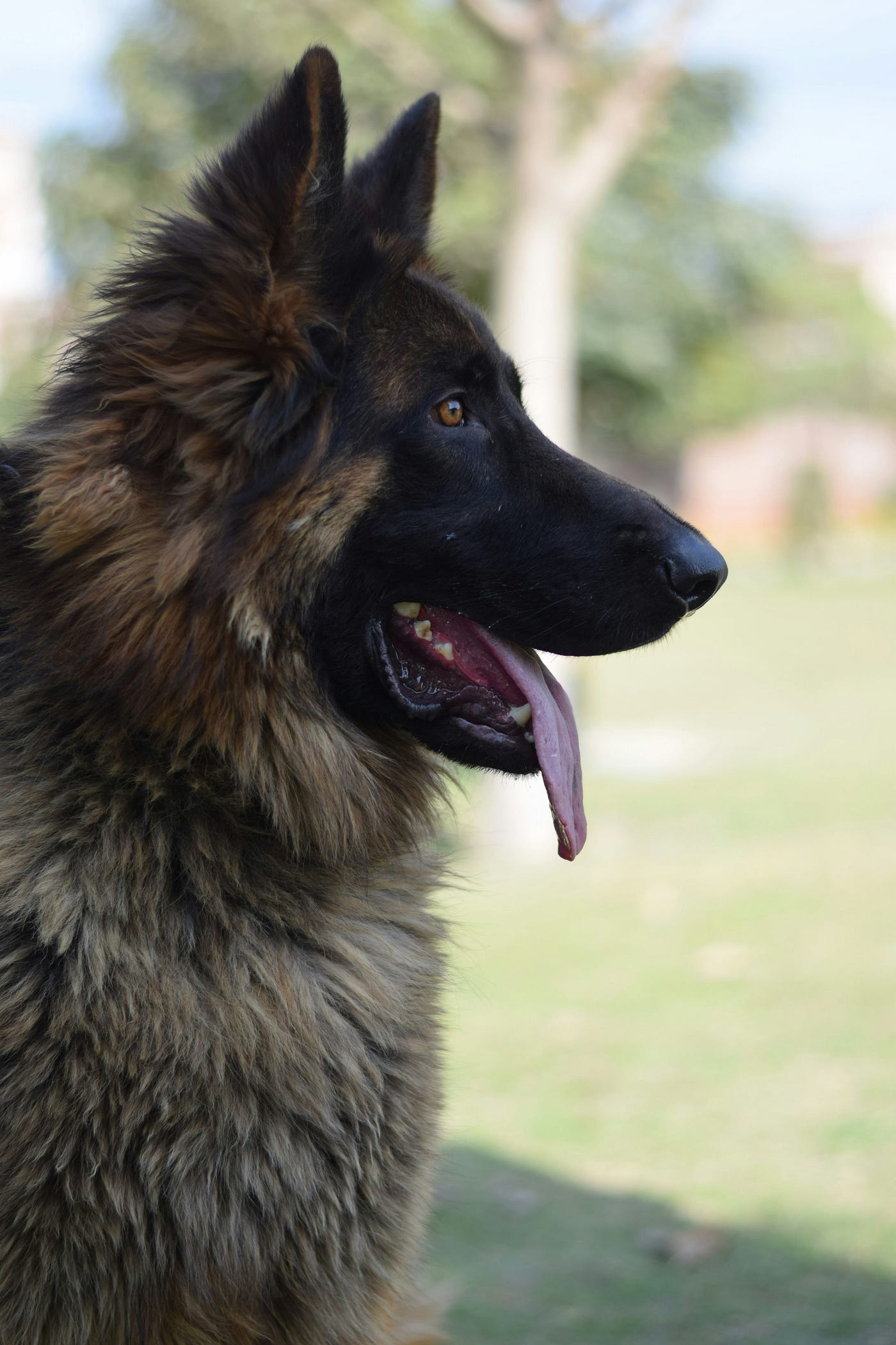 Griffin shepherd outlet kennels