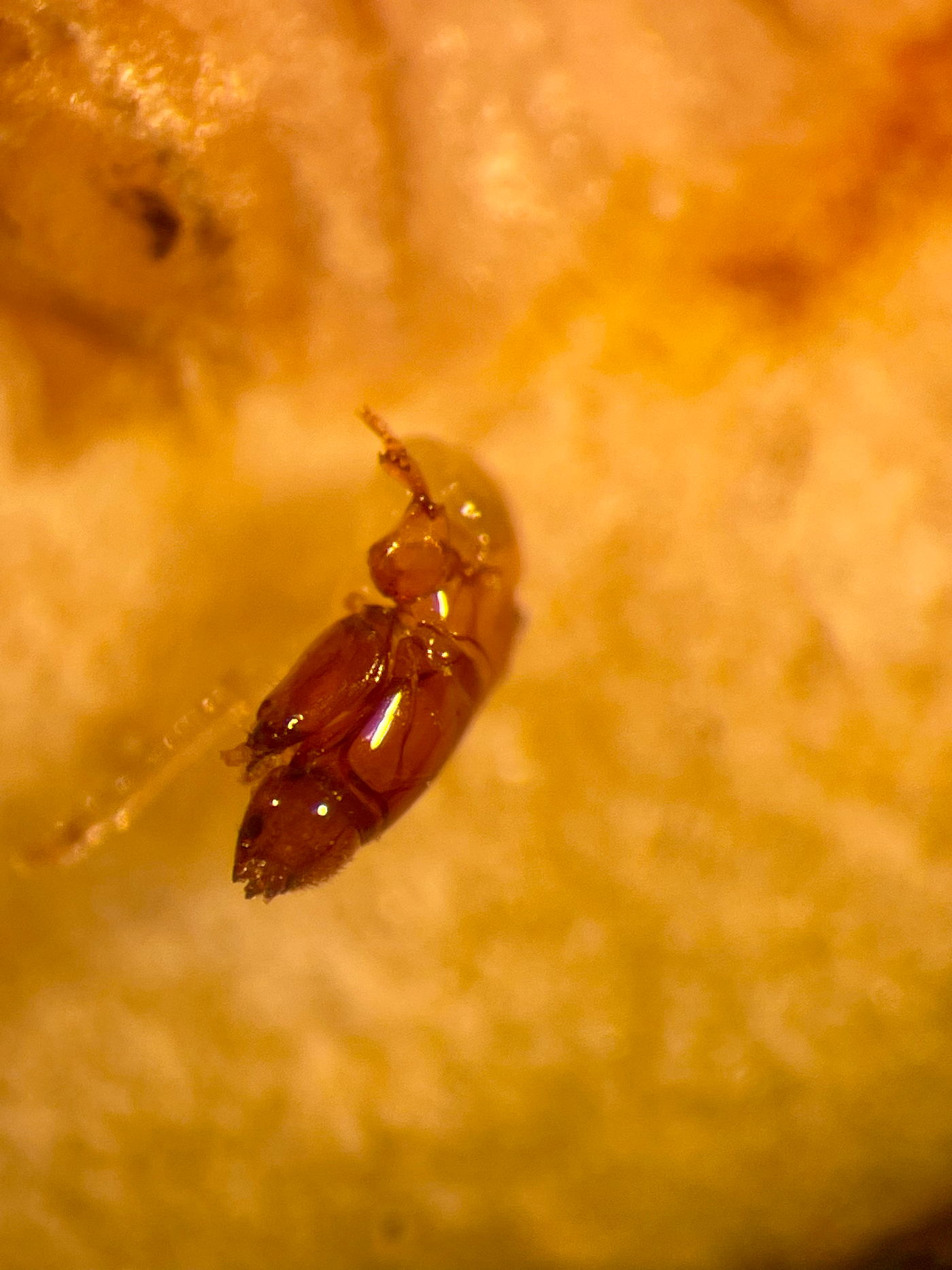 https://cmns.umd.edu/news-events/news/exploring-secret-lives-figs-and-fig-wasps