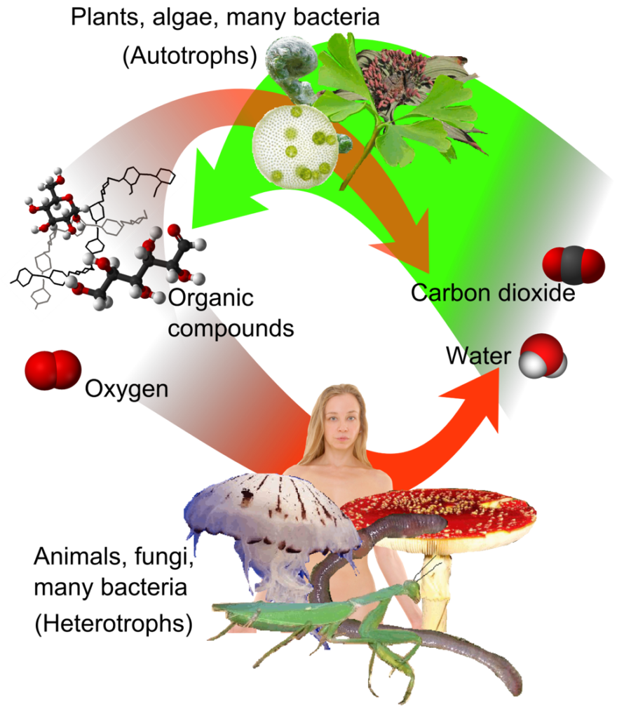 The Great Oxidation Event: A cautionary climate change tale | by Jonathan  Hester | Medium