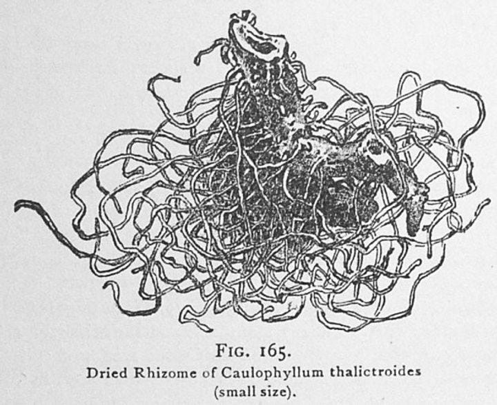 Networked Rhizome