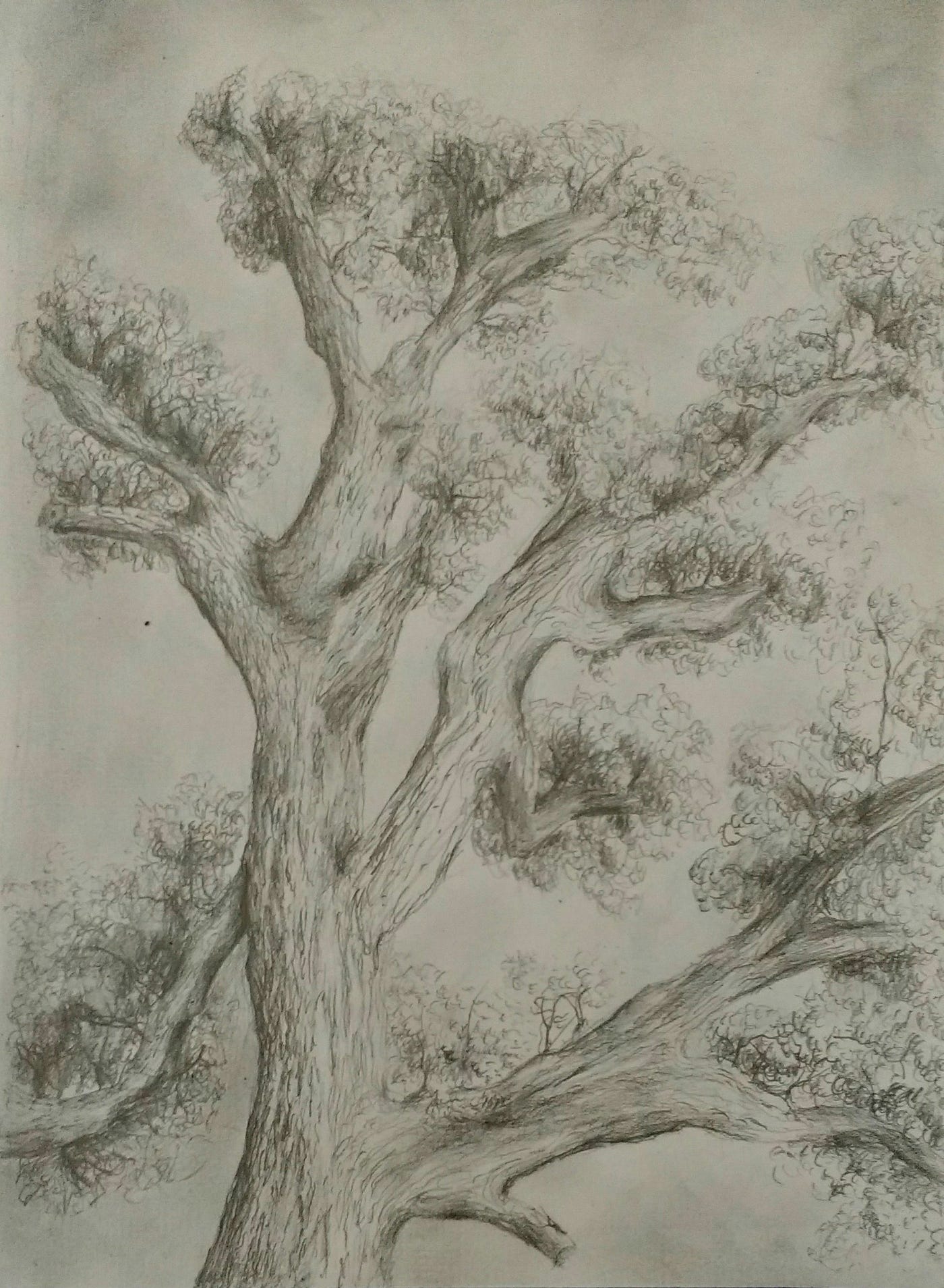 Desenho para iniciantes — Dicas para desenhar árvores | by  Desenharparainiciantes | Medium