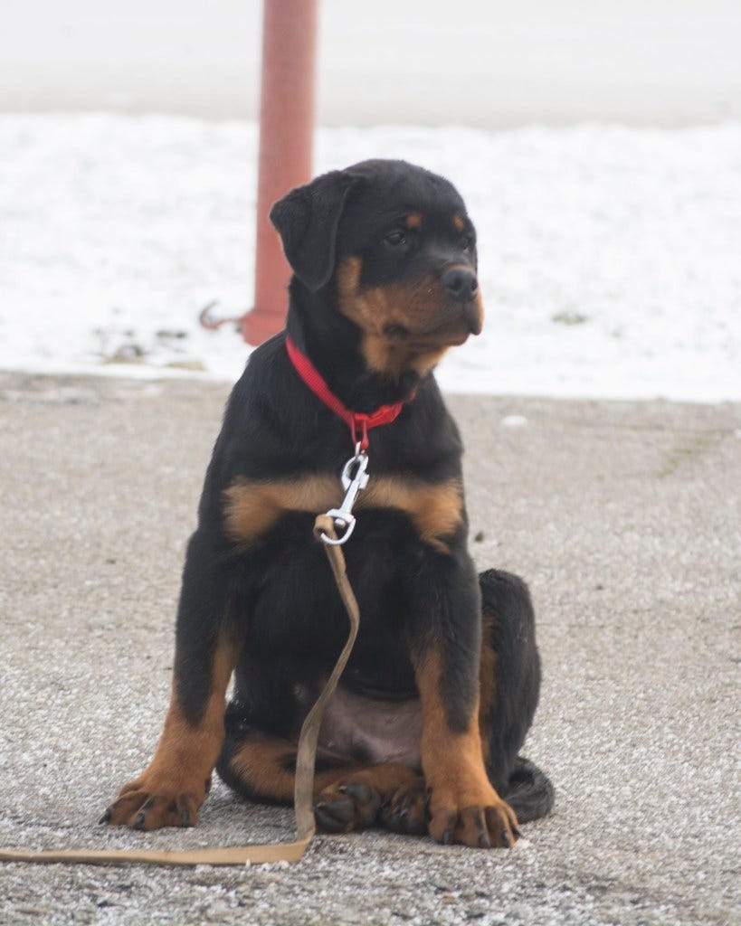 3 month deals old rottweiler puppy