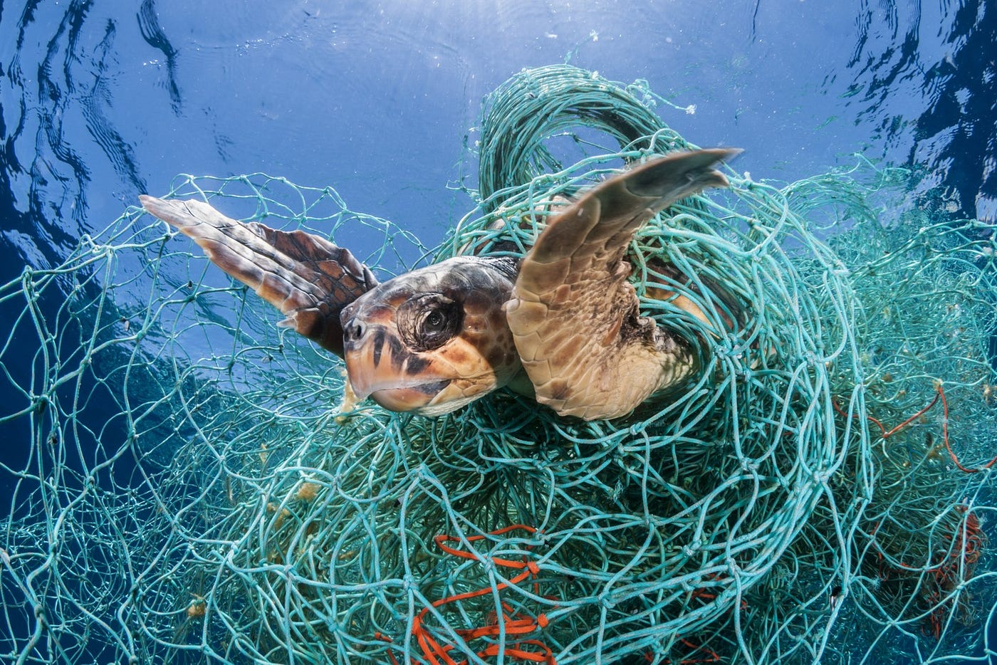 Plastic underwater pollution problem. Sea Turtle eating discarded