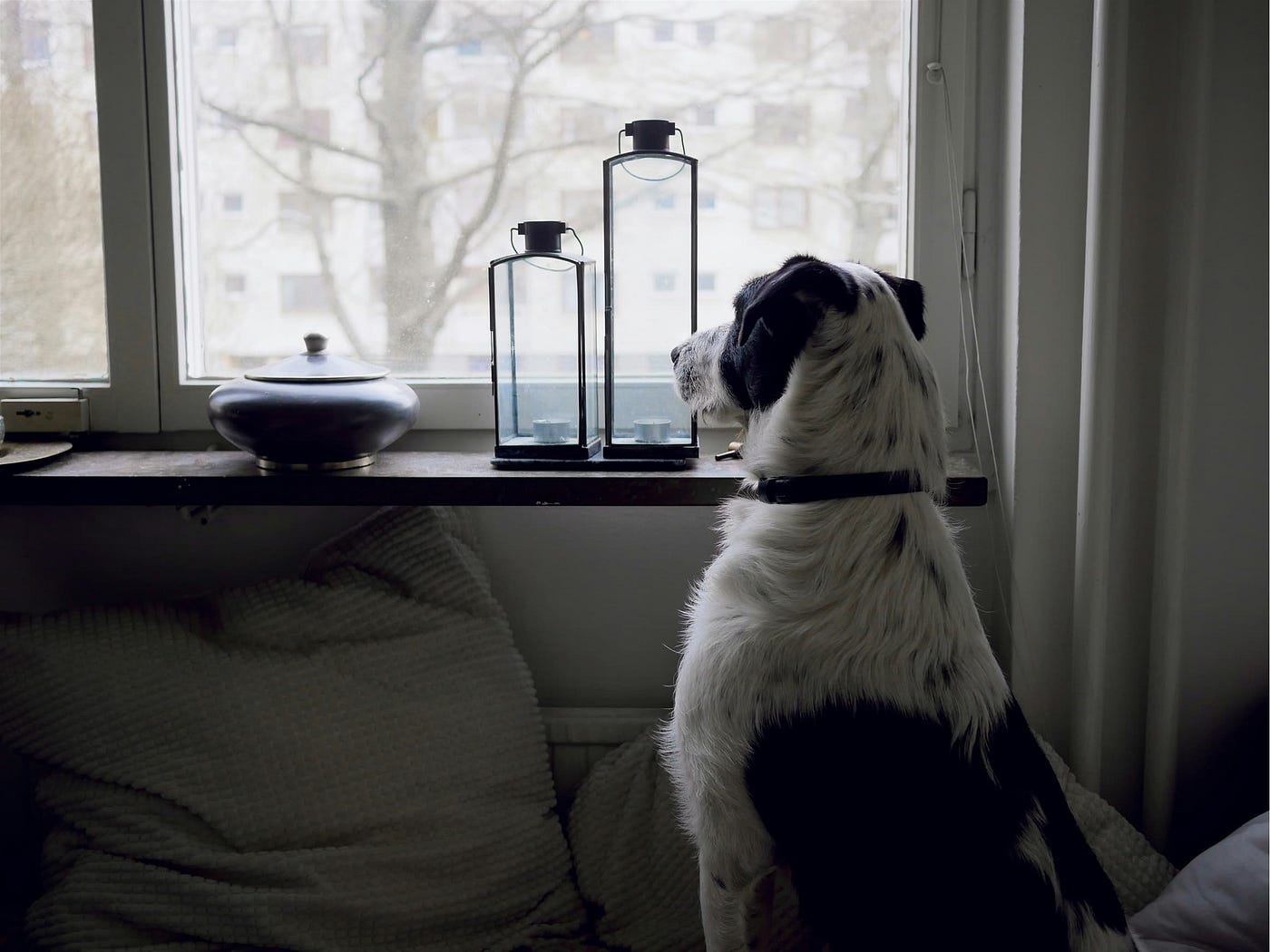 BROK — Hoelang mag ik mijn hond alleen laten?