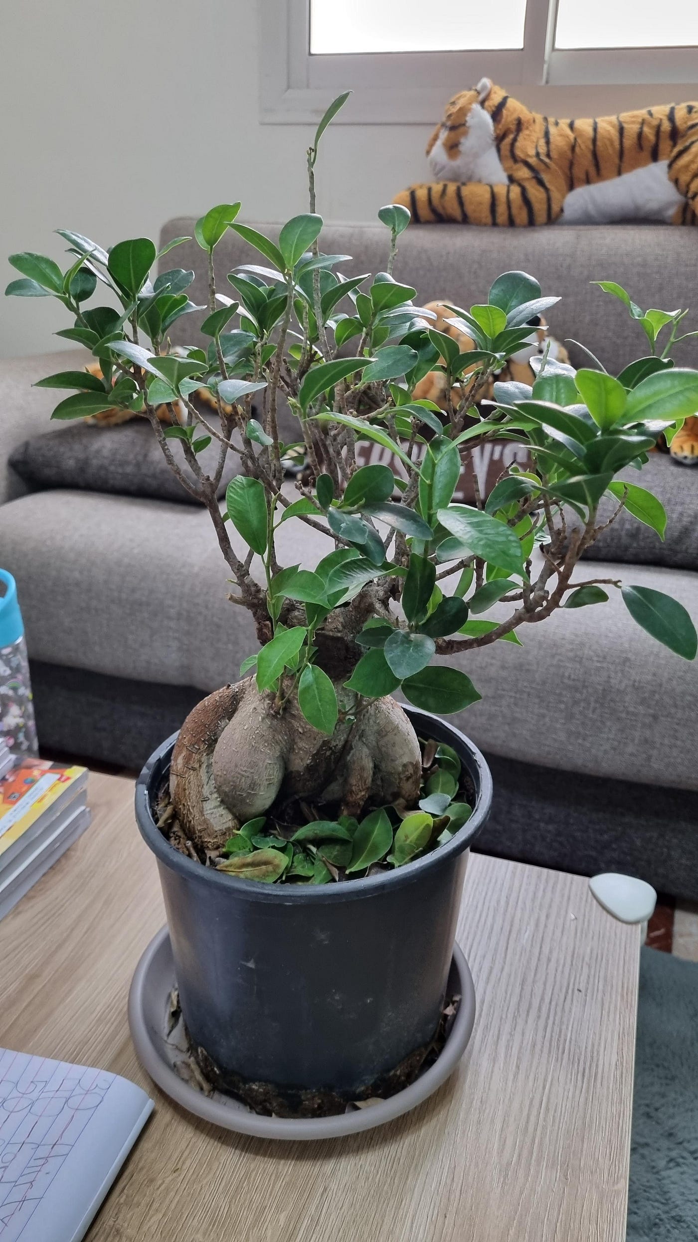 bonsai media Serissa Foetida “Snow Rose” Bonsai main image 0