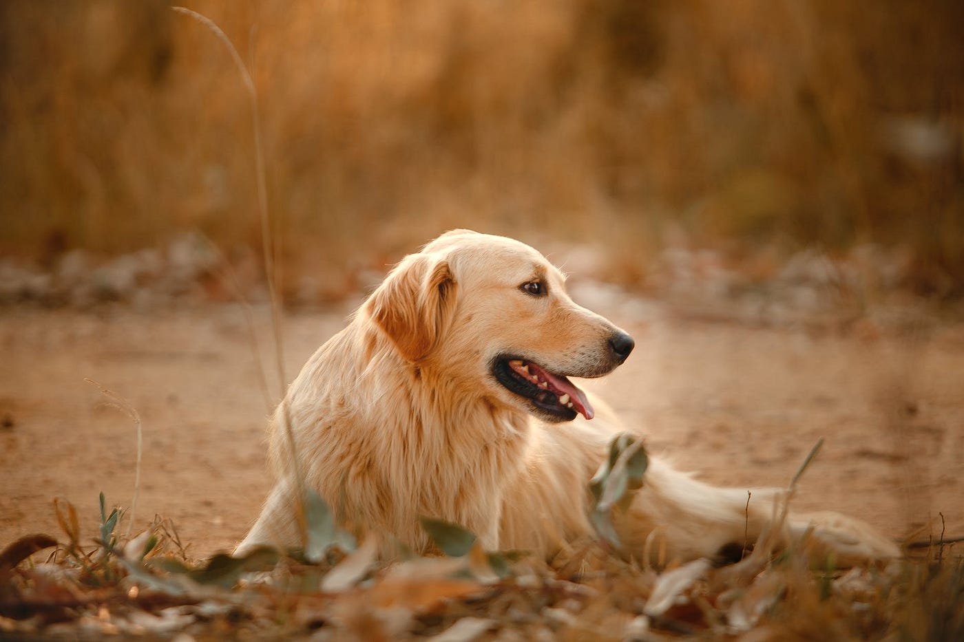 is a golden retriever a good hunting dog